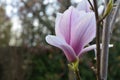 Flower of Magnolia.