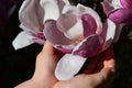 Flower of Magnolia Soulangeana held in little girl hands like a chalice, dark background.