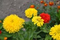 Flower major, Zinnia elegans. Garden. Field. Floriculture. Blooming flowerbed