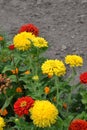 Flower major, Zinnia elegans. Garden. Field. Floriculture. Blooming flowerbed