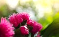 Flower of Malay apple on tree