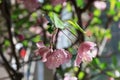 Flower of Malus Halliana Royalty Free Stock Photo