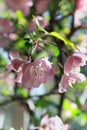 Flower of Malus Halliana Royalty Free Stock Photo