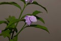 Flower of a Manaca, Brunfelsia uniflora