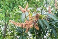 Flower mango tree plant