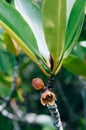 Flower of mangrove tree, Rhizophora apiculata Blume close up shot