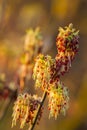 Flower of the Maple Ash, Acer negundo at sunset