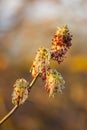 Flower of the Maple Ash, Acer negundo at sunset Royalty Free Stock Photo