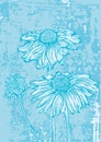 Flower marguerite grunge background