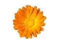 Flower Marigold Calendula Officinalis Isolated