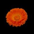 Flower Marigold Calendula Officinalis Isolated. Flower on black background.