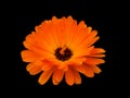 Flower Marigold (Calendula Officinalis) Isolated. Flower on black background.