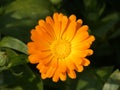 Flower Marigold Calendula Officinalis