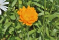 Flower of marigold 4