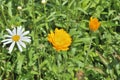 Flower of marigold 3