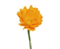 Flower of marigold 9