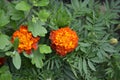 Flower Marigold. Tagetes erecta. Flowering herb Royalty Free Stock Photo