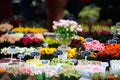 Flower market