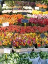 Flower market