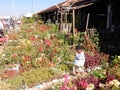 Flower market in the city Antananarivo, Madagascar Royalty Free Stock Photo