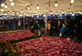 Flower market (cyclamen)