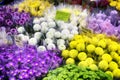 Flower Market in Taipei - Taiwan