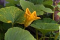 Flower of marrow squash in the garden Royalty Free Stock Photo