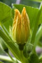 Flower of marrow squash Royalty Free Stock Photo