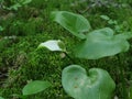 Flower marsh calla