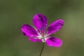 Flower of a marsh cranesbill, Geranium palustre Royalty Free Stock Photo