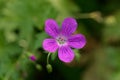 Flower of a marsh cranesbill, Geranium palustre Royalty Free Stock Photo