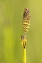 Flower of Marsh Horsetail Royalty Free Stock Photo