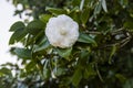 White camellia opening in the green tree Royalty Free Stock Photo