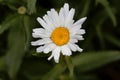 Flower of a max chrysanthemum, Leucanthemum maximum