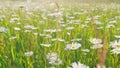 Flower meadow with beautiful white flowers. Blooming camomile in the green spring meadow. Slow motion. Royalty Free Stock Photo