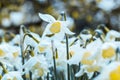 Meadow of beautiful Daffodils Narcissus Royalty Free Stock Photo