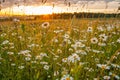Flower Meadow With Chamomile With Dew Under Sunrise. Royalty Free Stock Photo