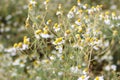 Flower meadow