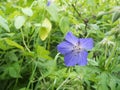 Geranium pratense between grass Wiesenstorchschnabel Royalty Free Stock Photo