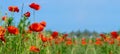Flower meadow field background banner panorama - Beautiful flowers of poppies Papaver rhoeas in nature, close-up. Natural spring Royalty Free Stock Photo