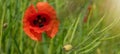 Flower meadow field background banner panorama - Beautiful flowers of poppies Papaver rhoeas in nature, close-up. Natural spring Royalty Free Stock Photo