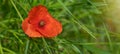 Flower meadow field background banner panorama - Beautiful flowers of poppies Papaver rhoeas in nature, close-up. Natural spring Royalty Free Stock Photo