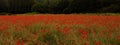 Flower meadow field background banner panorama - Beautiful flowers of poppies Papaver rhoeas in nature, close-up. Natural spring Royalty Free Stock Photo