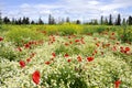 Flower meadow