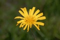 Flower of a meadow goat beard, Tragopogon pratensis