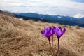 flower meadow in the mountains, blooming crocuses.