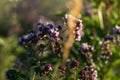 Flower meadow with oregano Royalty Free Stock Photo