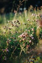 Flower meadow with oregano, also called real dost (Origanum vulgare) Royalty Free Stock Photo