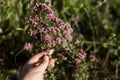 Flower meadow with oregano, also called real dost (Origanum vulgare) at sunset Royalty Free Stock Photo