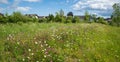 Flower meadow with pink carnations and marguerites, bee fodder plantation in the village